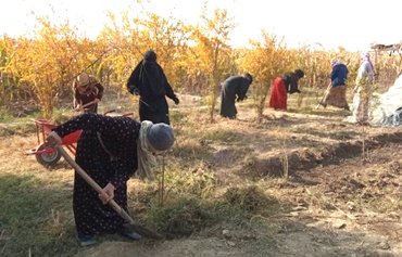 کمک یو‌ اس‌ اید به زنان کشاورز رقه برای احیای زمین‌ هایشان