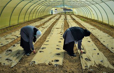 المزارعون العراقيون يعيدون زرع أراضيهم بعد دحر داعش بدعم من الوكالة الأميركية للتنمية وشركائها