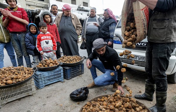 A merchant sorts through desert truffles at a market stall in Hama on March 6. Between February and April, hundreds of impoverished Syrians search for 'yellow gold' in Syria's vast eastern desert. [Louai Beshara/AFP]