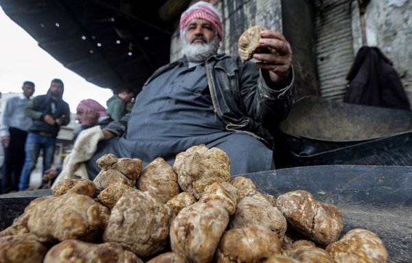 A merchant presents desert truffles at a stall in a market in Hama on March 6. Sellers can make big profits during the two months of the truffle season but risk their lives to gather the delicacy. [Louai Beshara/AFP]
